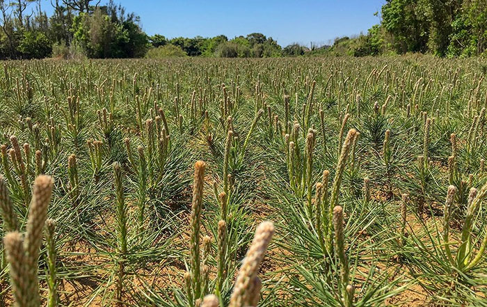 成長途中の松の畑